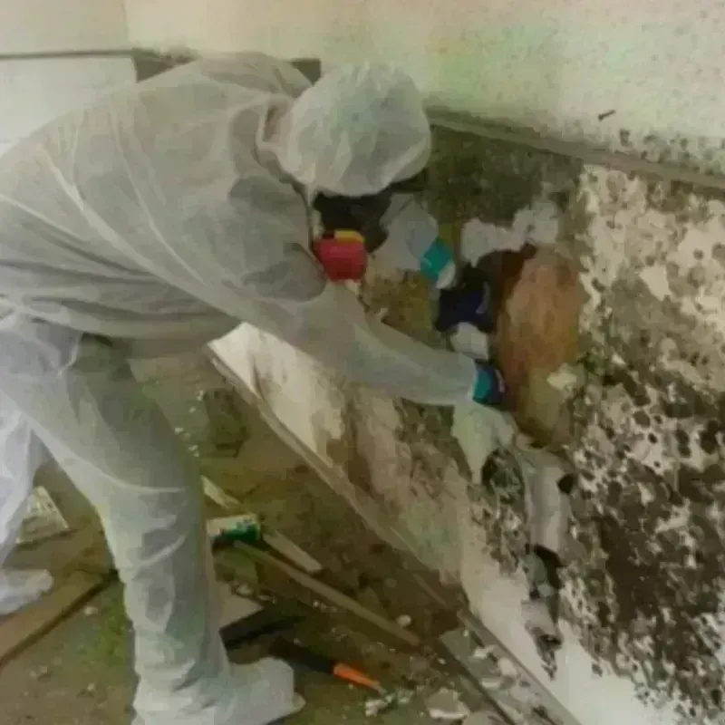 Mold Remediation and Removal in City of Newport News, VA